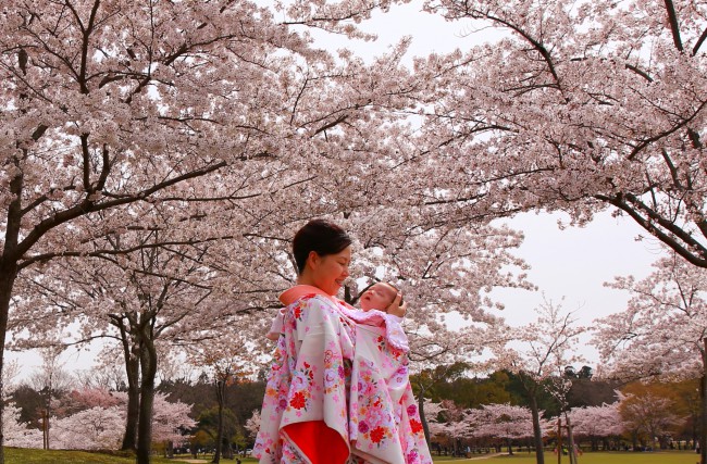 sakura